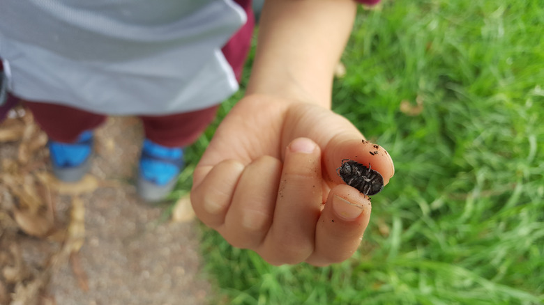 Roly-poly bug in hand