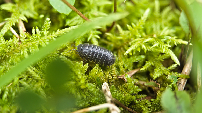 Roly-poly bug on a plant