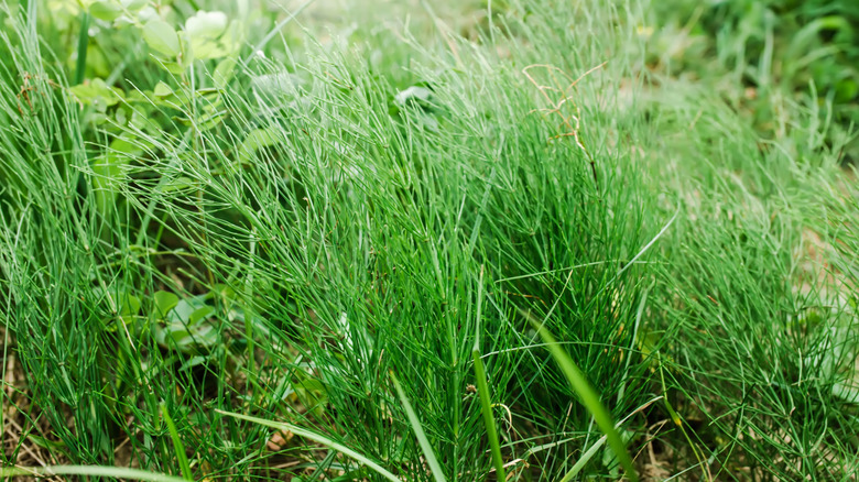 horsetail weeds growing in yard