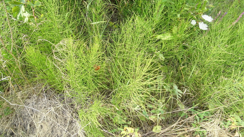 horsetail weeds from above