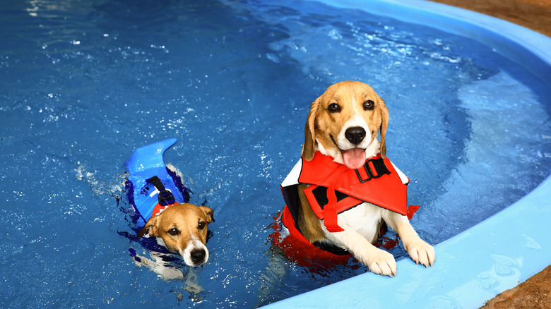 Two dogs in pool