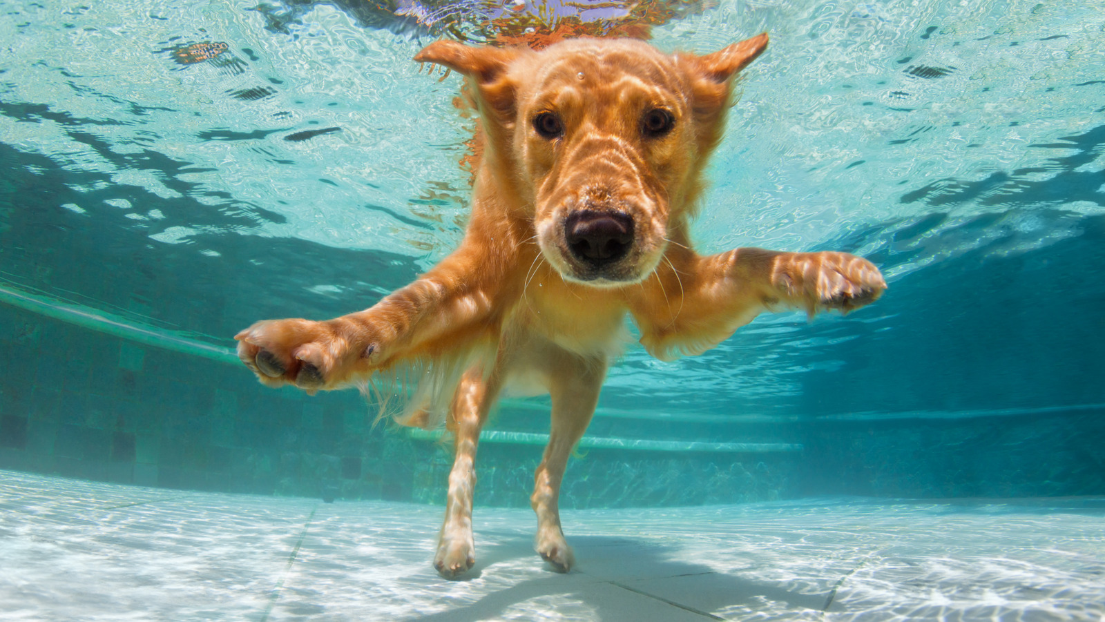 Are Saltwater Pools Safe For Your Pets 