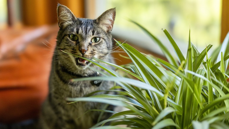 Tabby cat chewing on spider plant