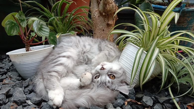 Cat curled up with plants