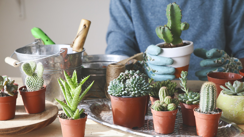 A home gardener with a collection of different succulents in small pots