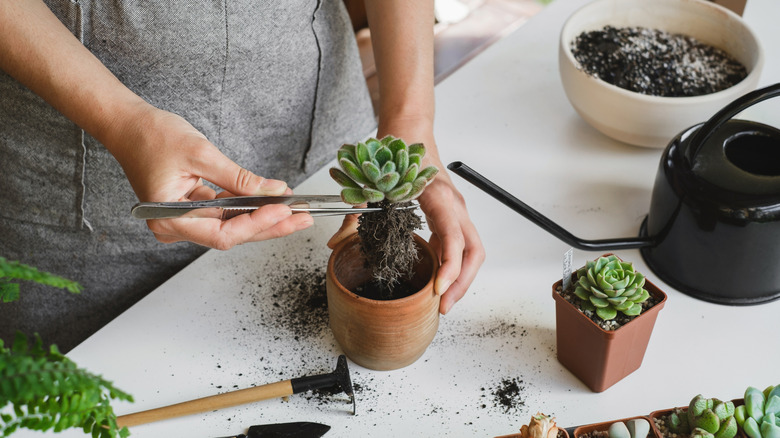 A home gardener repots a small succulent into a terracotta pot.