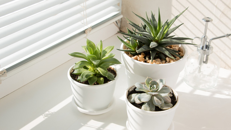 Three different succulents are in pots on a sunny windowsill.