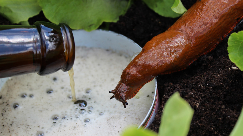 beer being poured and slug