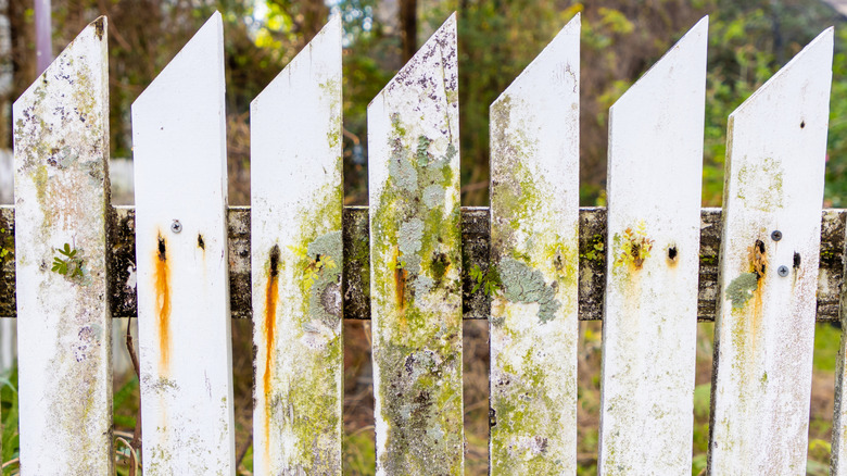 White fence covered in mold and mildew