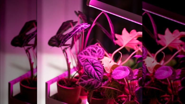 houseplants under a grow light