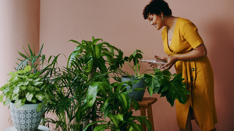 woman watering houseplants