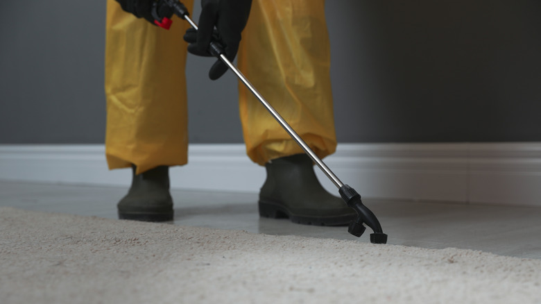 Pest control professional spraying carpet