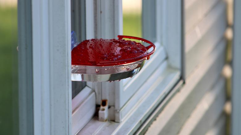 Hummingbird feeder attached to home window