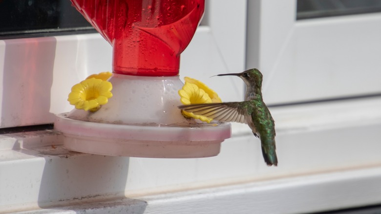 A hummingbird drinking from a window-mounted feeder