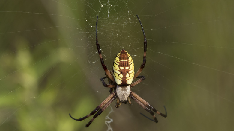 Yellow garden spider