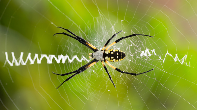 Yellow garden spider weaving web