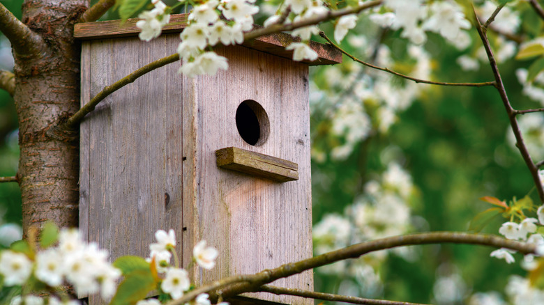 Birdhouse on a cherry tree