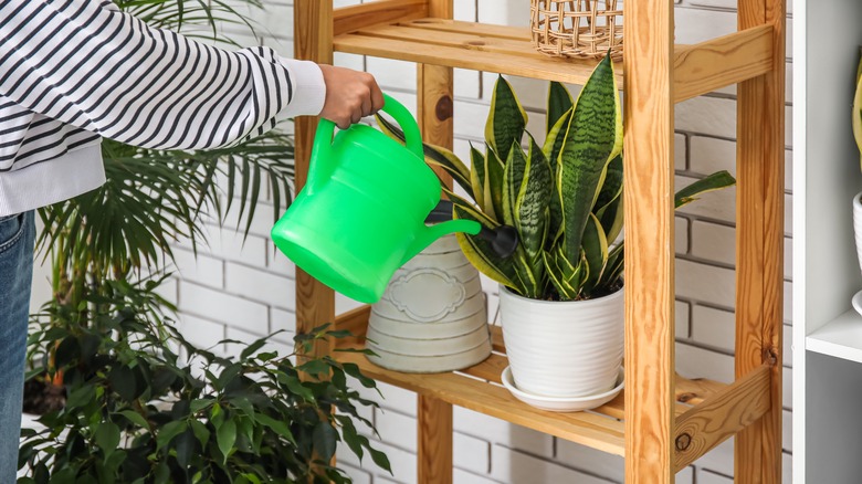 watering snake plants