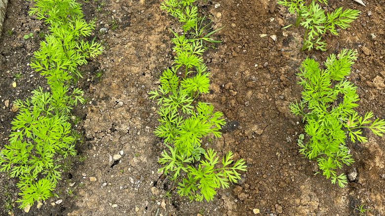 carrot tops in a garden