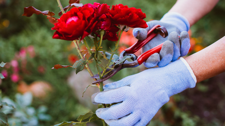 Pruning roses