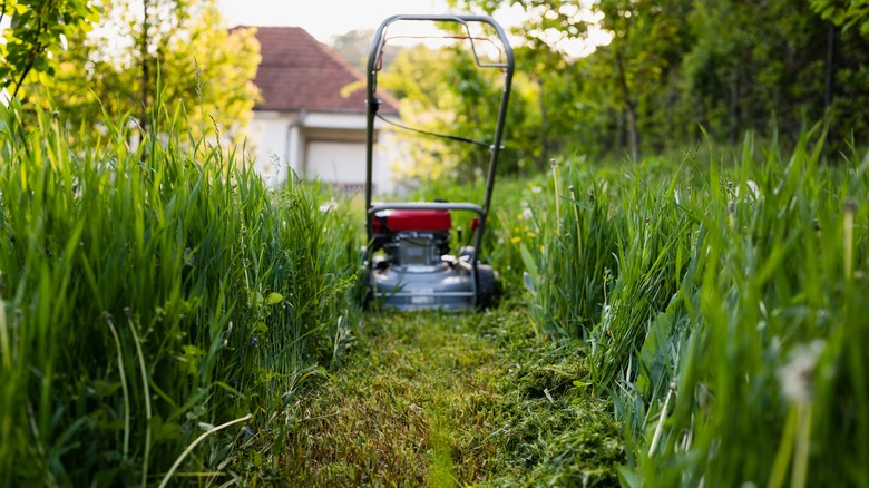Lawn mower for tall grasses