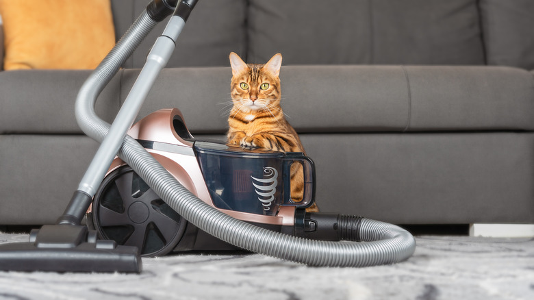 cat by vacuum cleaner