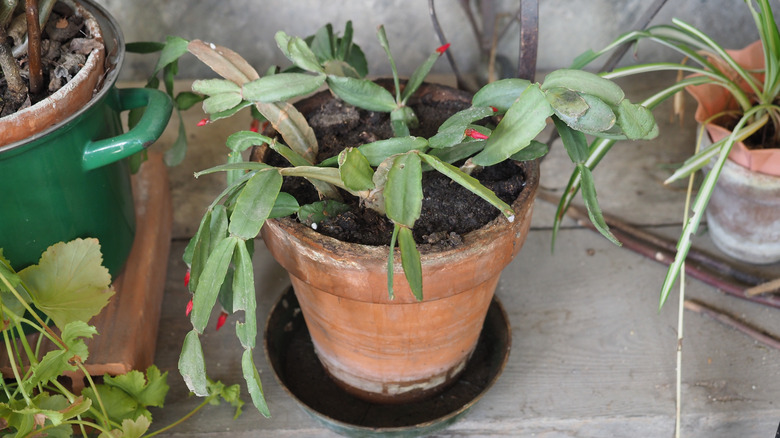 A Christmas cactus with some browning leaves