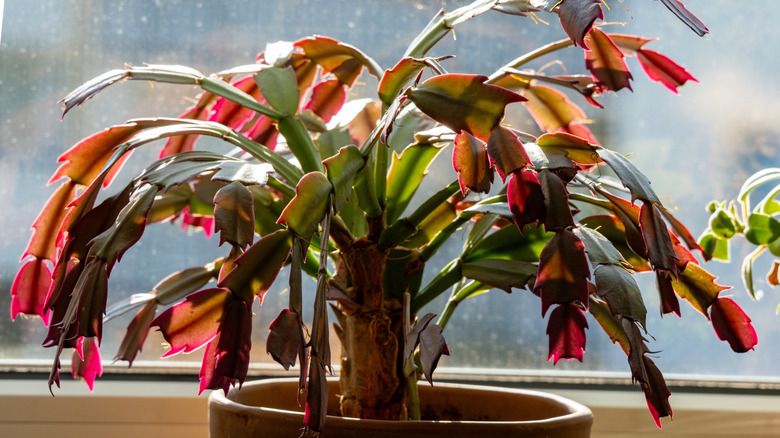 Christmas cactus with purplish red leaves