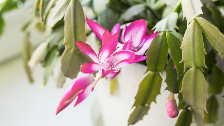 A thriving Christmas cactus with a bright pink flower