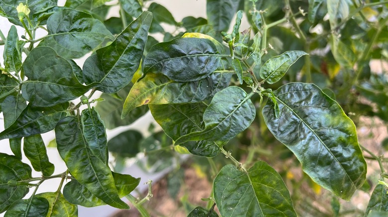 overwatered peppers