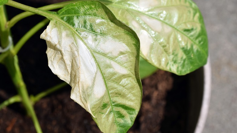 young pepper with sun damage