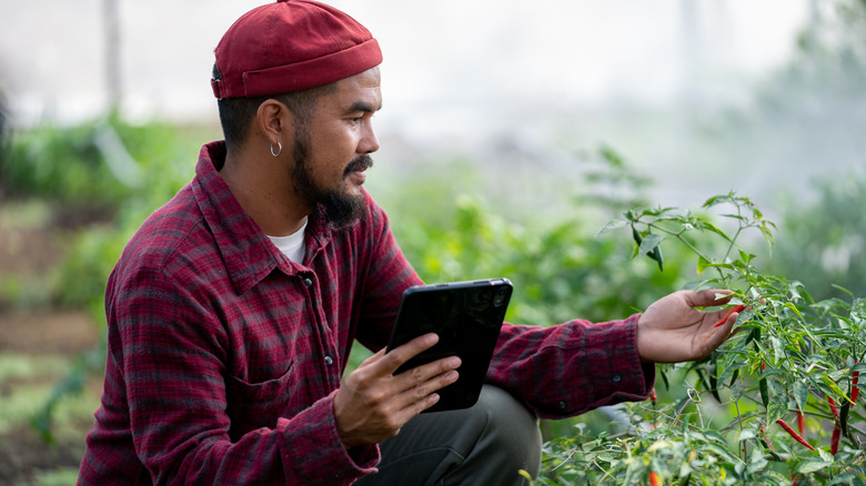 man examining pepper plant