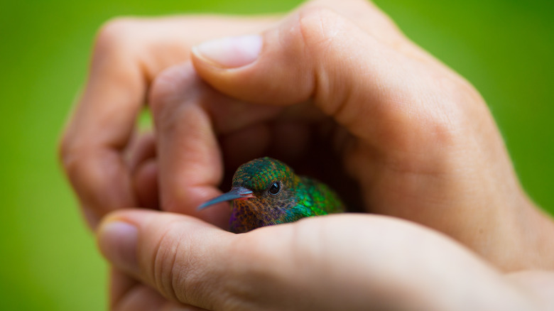 person gently holding a hummingbird