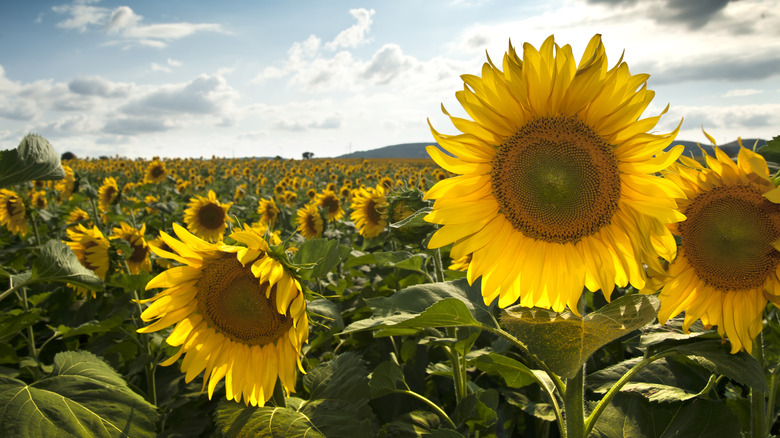 Are Sunflowers Perennial or Annual Plants? - Global Ideas