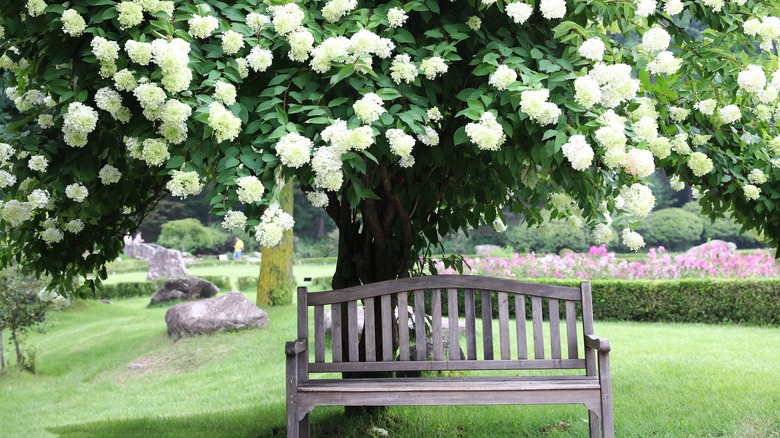 Bench under tree hydrangea