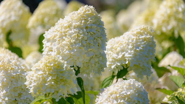 Hydrangea paniculata flowers