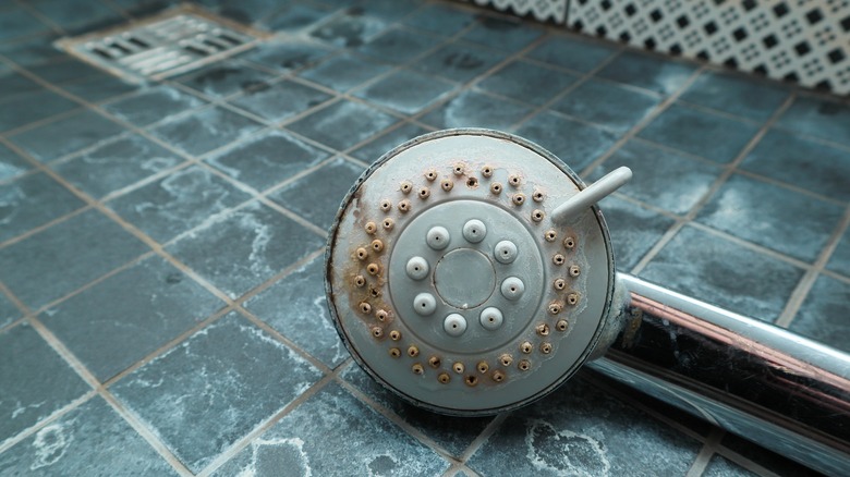 scaly shower head