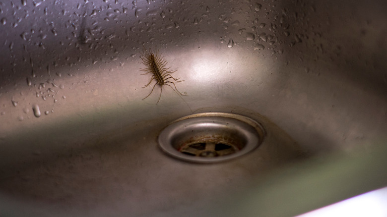 Centipede crawling in sink