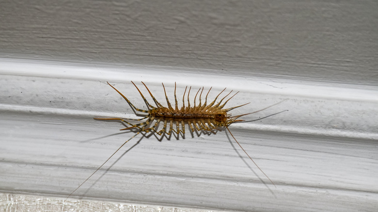 Centipede on crown molding