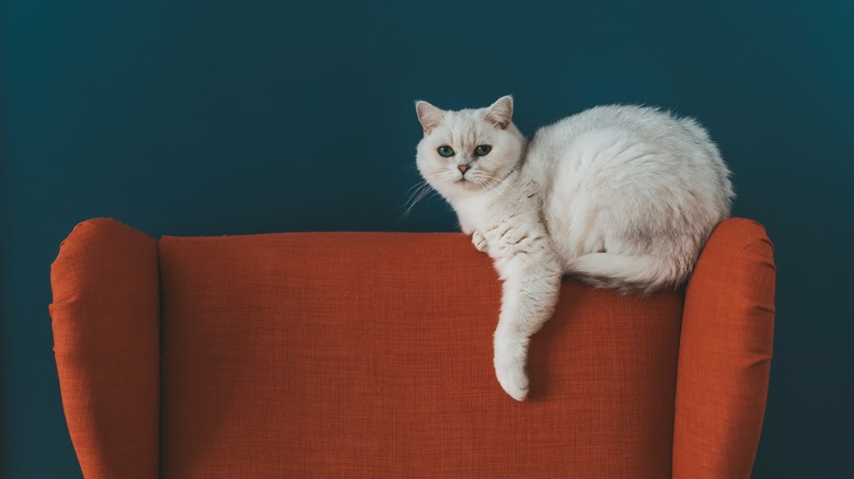 large wingback chair with cat