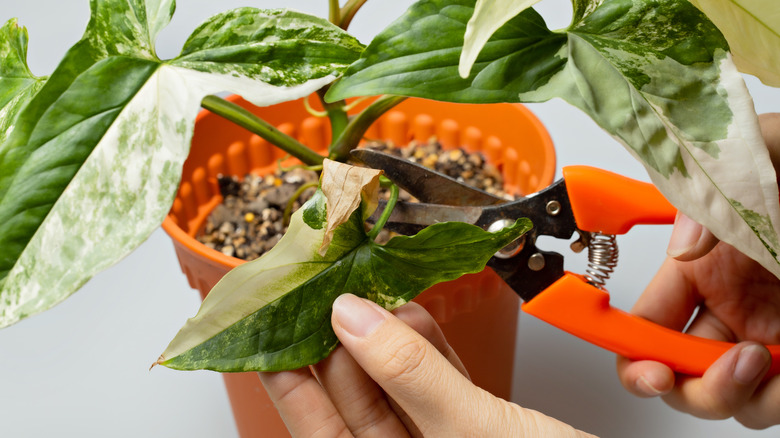 Cutting dry leaf off Arrowhead