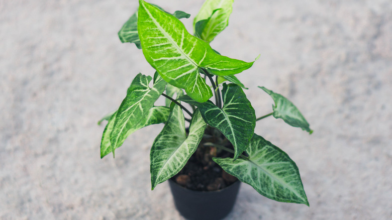 small Arrowhead starter plant in pot