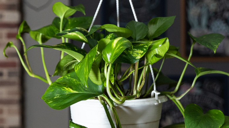 hanging arrowhead in white planter