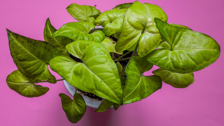 mature arrowhead leaves on pink background