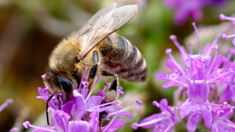 Bee on flowering thyme