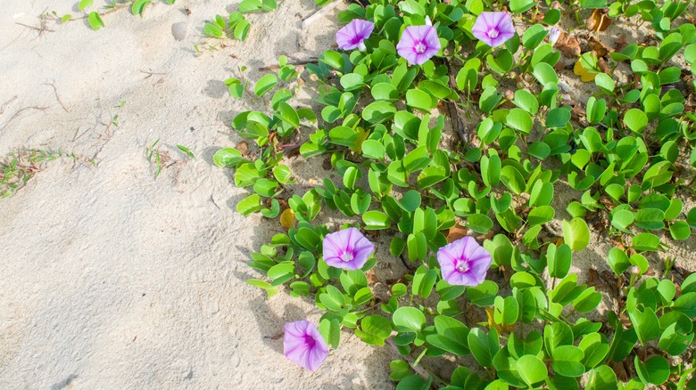 Railroad vine flowers on beach