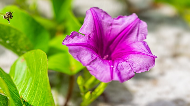 Bee and railroad vine flower