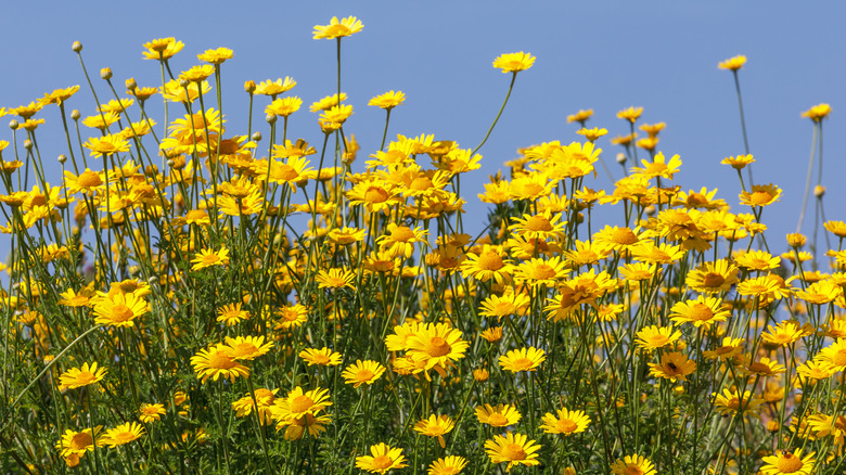 Golden marguerite flowers