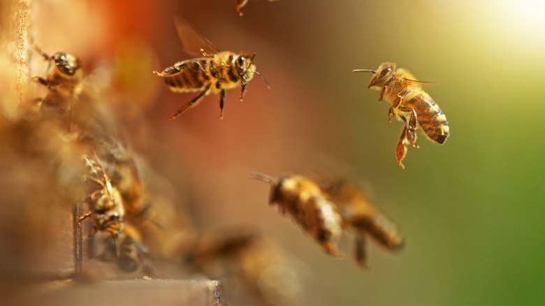 bees flying