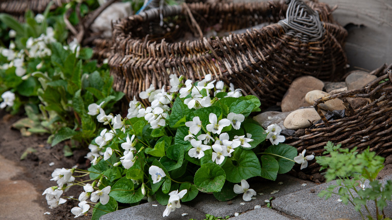 Clumps of viola striata in a garden with a cane basket in the background